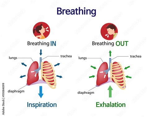 To inhale and exhale Figgerits [ Answers ] .